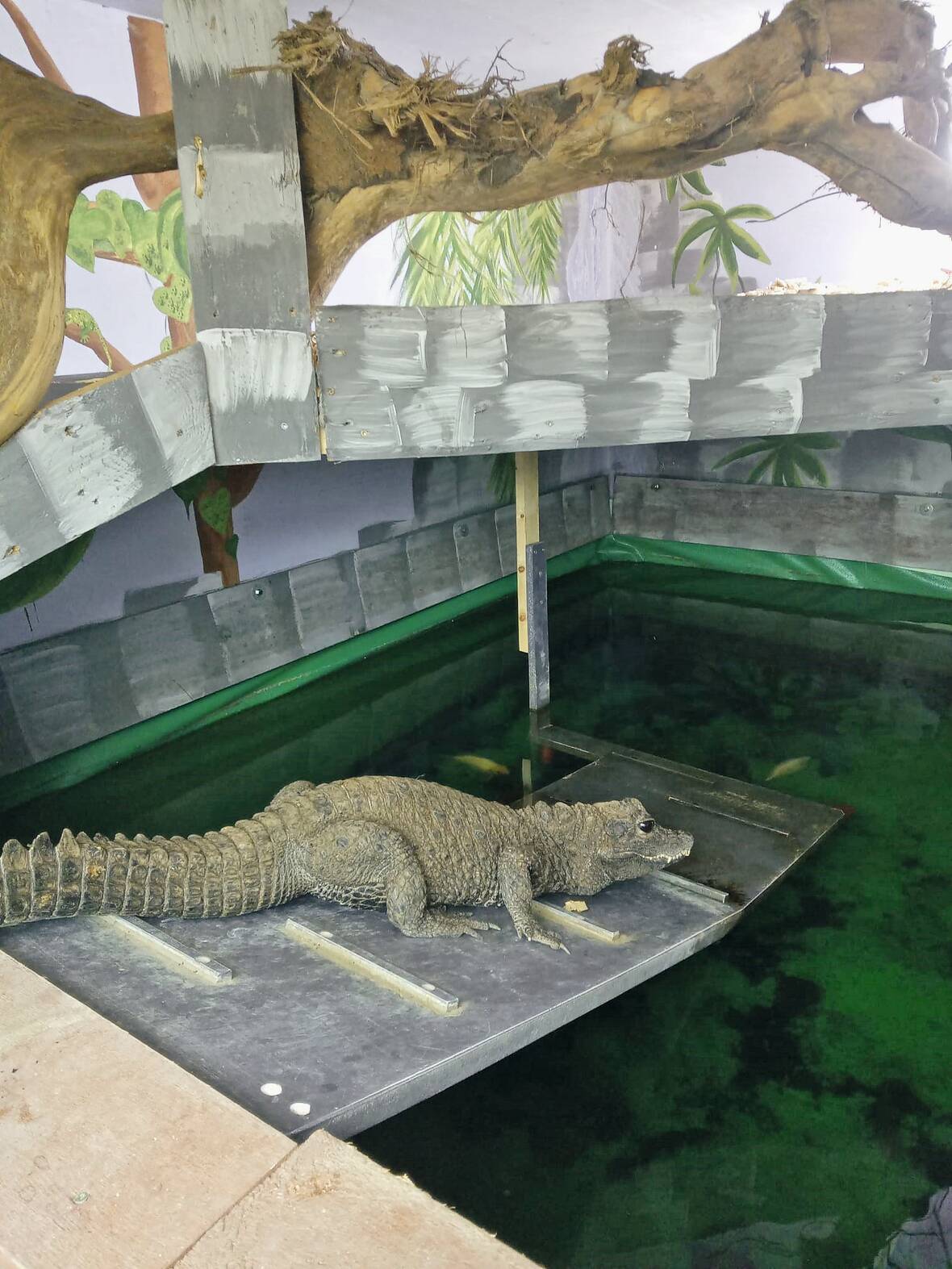 Eine neue NeoVac Biotopfolie für Mandy, das Krokodil | © NeoVac